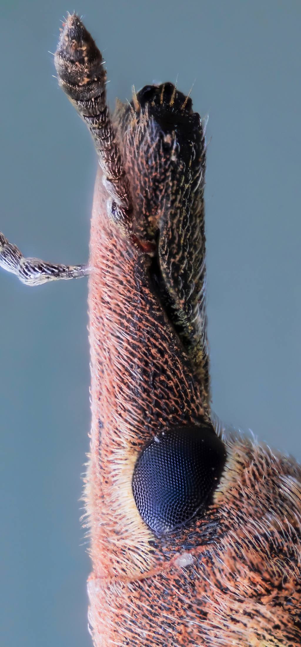 Curculionidae - Lixus sp.